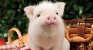 Giải mã giấc mơ thấy heo đánh con gì