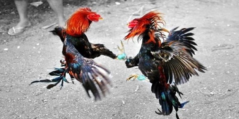 Sự nổi tiếng của trận đá gà 24 tỷ tại Uk88